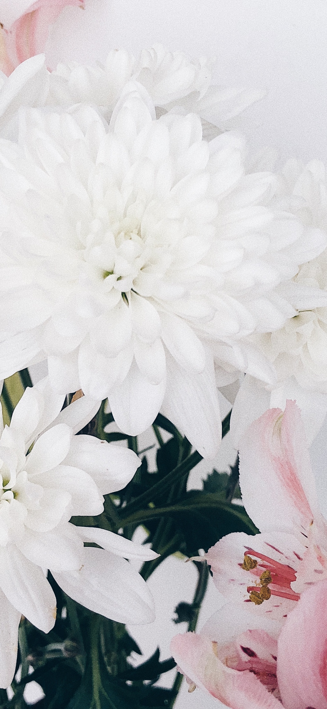 Обои срезанные цветы, цветочный дизайн, цветок, цветковое растение, цветочный букет в разрешении 1125x2436