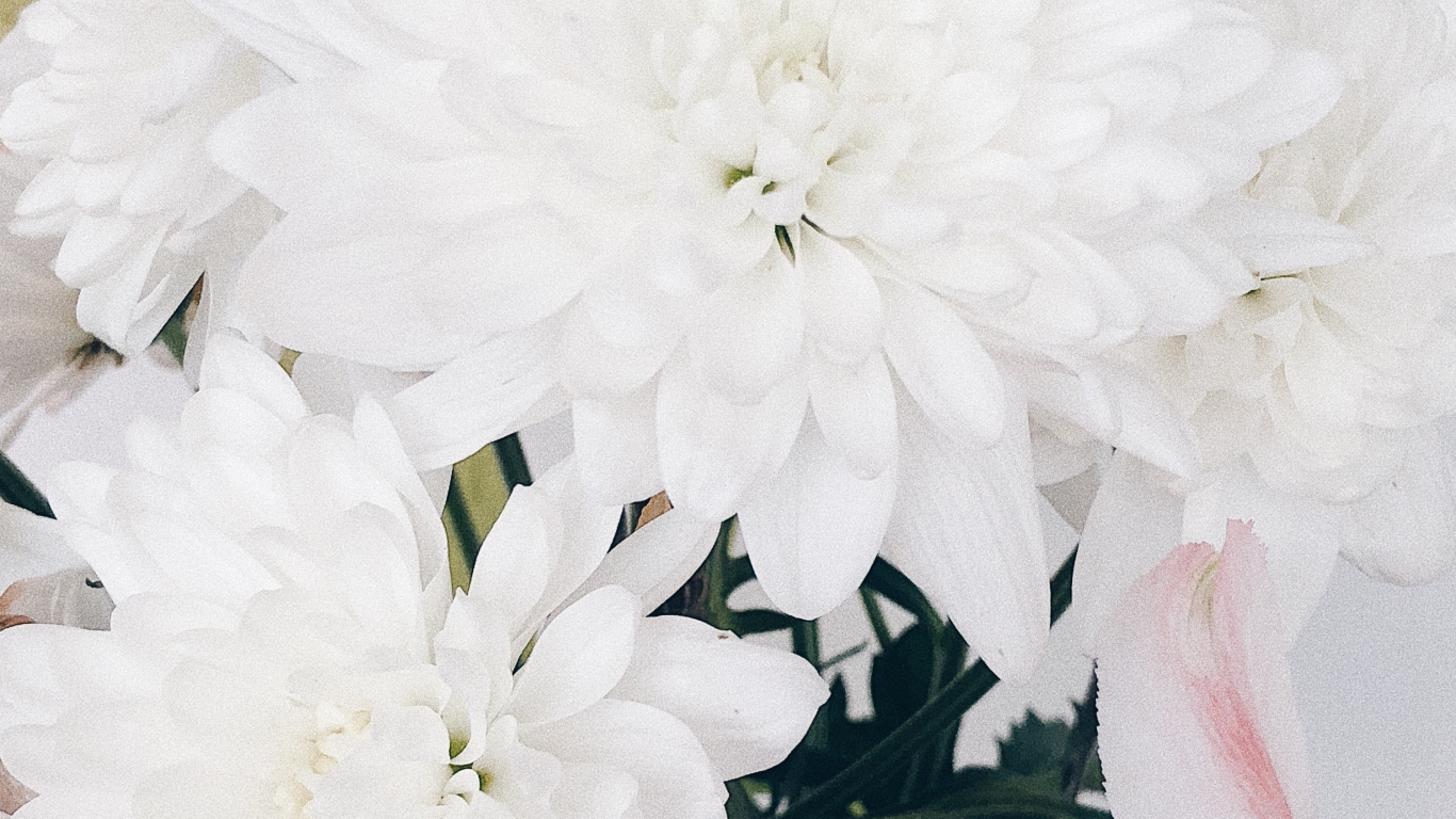 Обои срезанные цветы, цветочный дизайн, цветок, цветковое растение, цветочный букет в разрешении 1366x768