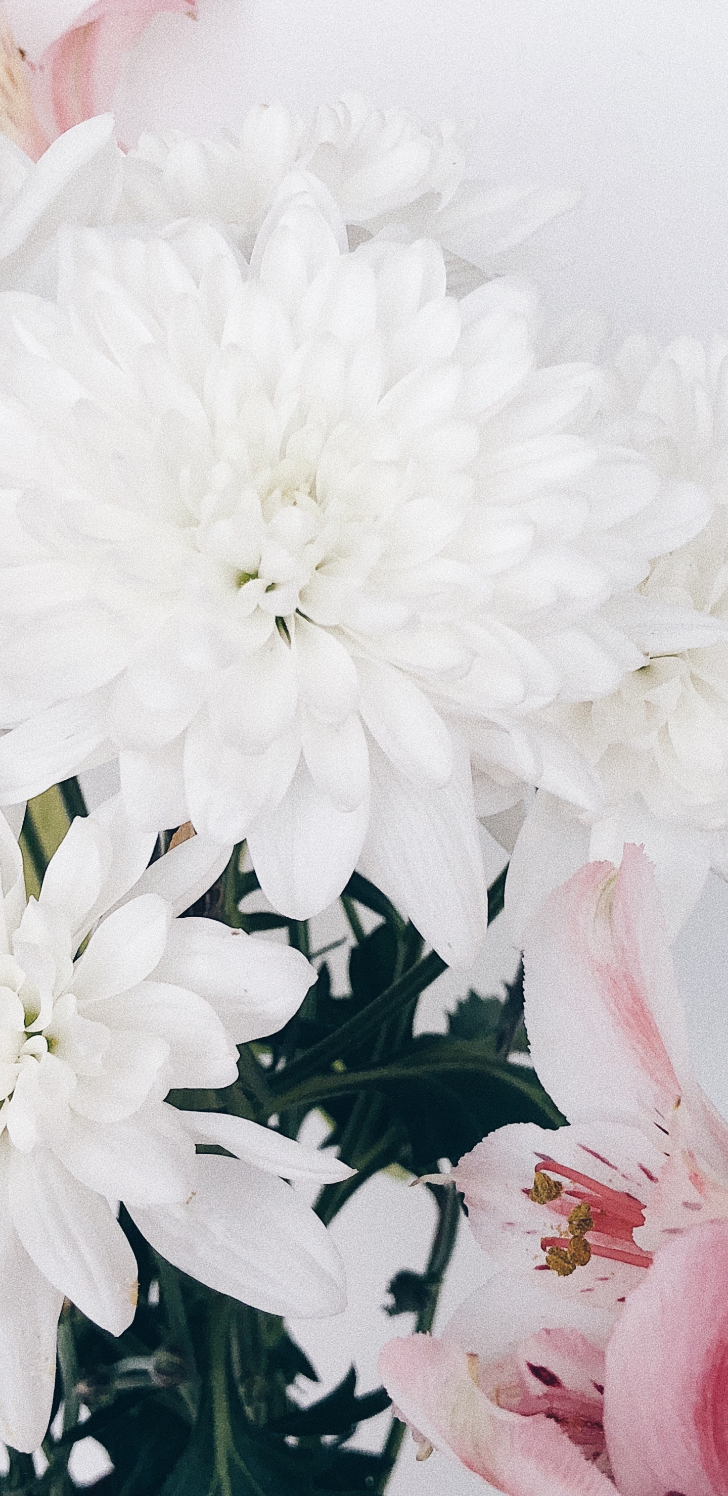 Обои срезанные цветы, цветочный дизайн, цветок, цветковое растение, цветочный букет в разрешении 1440x2960