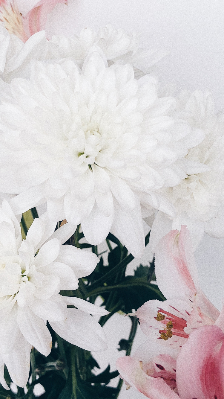 Обои срезанные цветы, цветочный дизайн, цветок, цветковое растение, цветочный букет в разрешении 750x1334