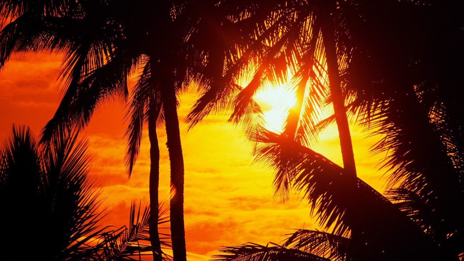 Обои закат, дерево, природа, восход солнца, солнце в разрешении 1920x1080