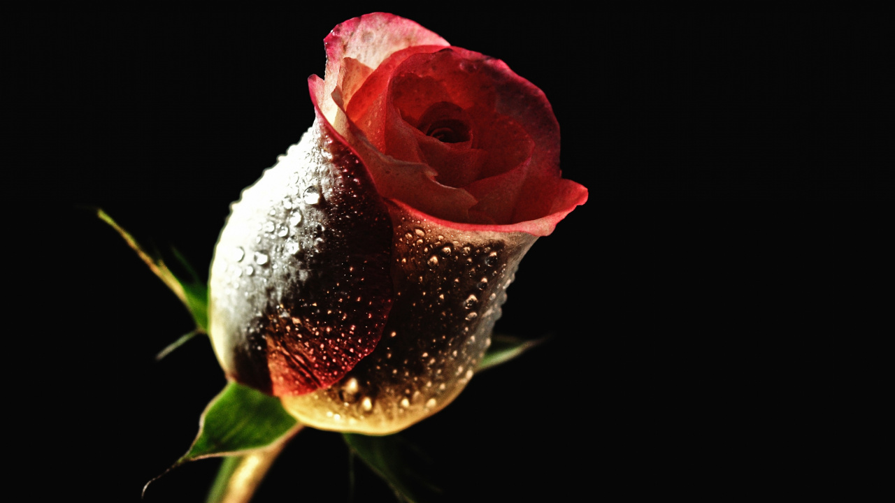 Обои Роза, лепесток, падение, капли, бутон в разрешении 1280x720