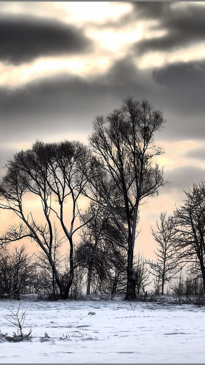 Обои снег, облако, природа, дерево, замораживание в разрешении 720x1280