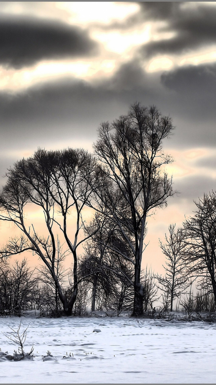 Обои снег, облако, природа, дерево, замораживание в разрешении 750x1334