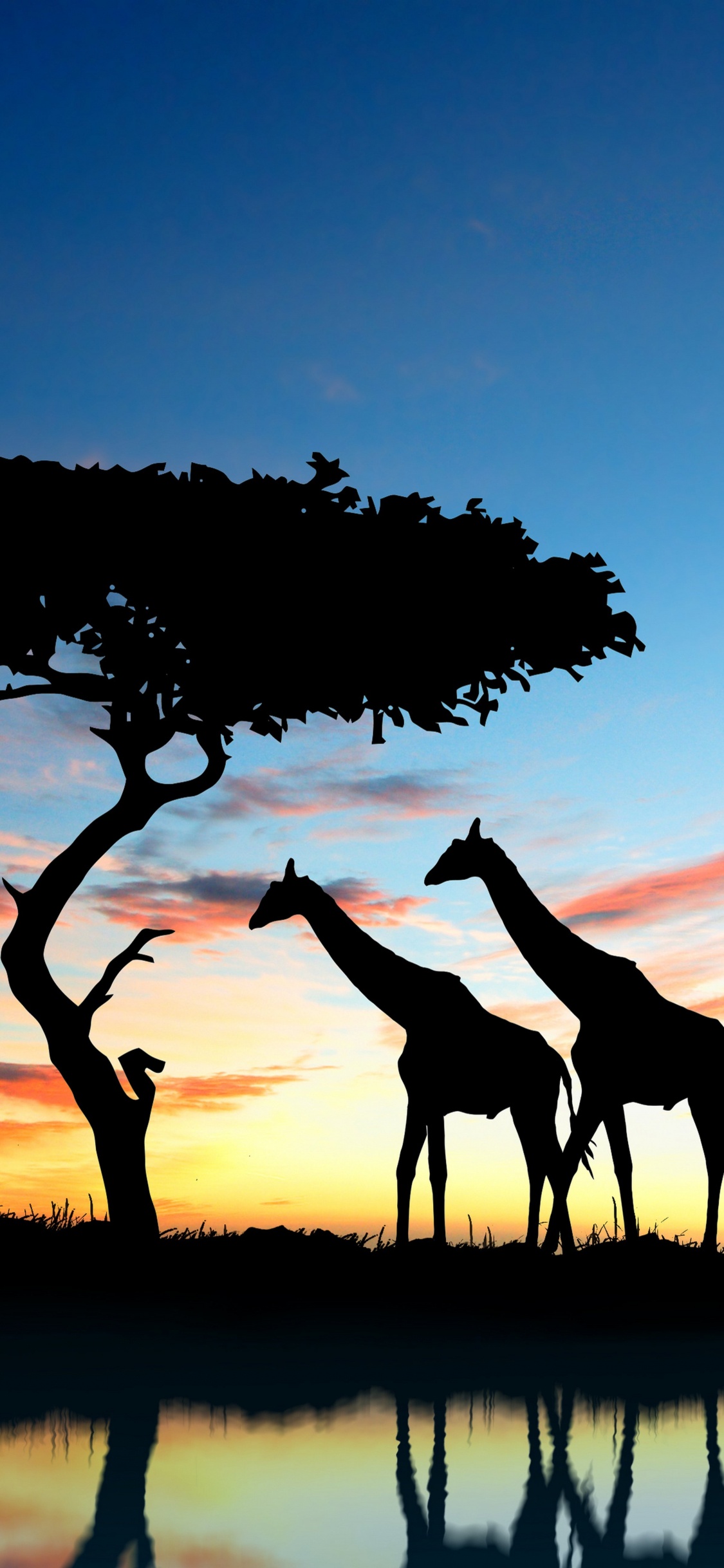 Обои сафари, Жираф, живая природа, дерево, силуэт в разрешении 1125x2436