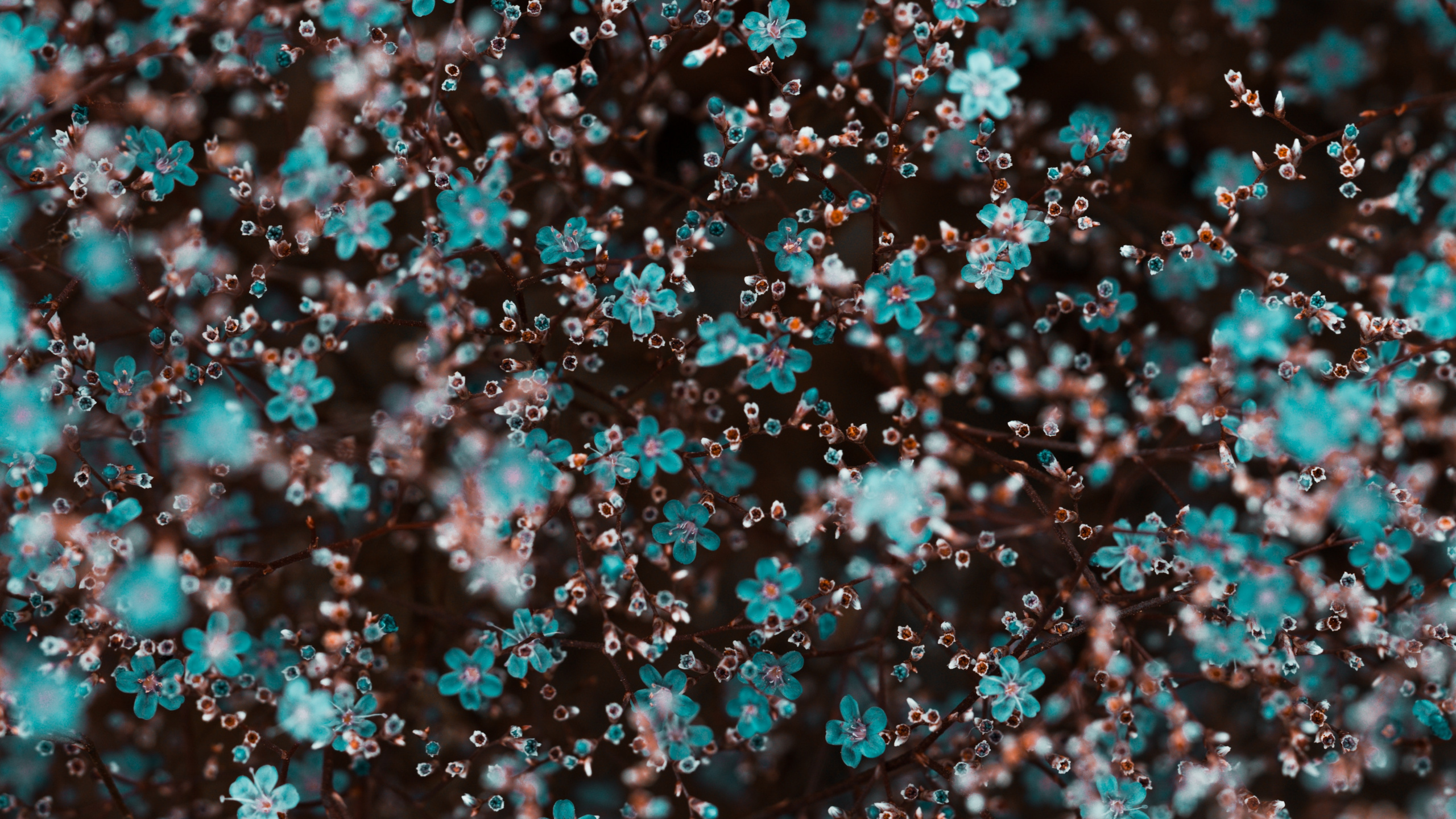 Обои синий, бирюза, узор, модный аксессуар, рисование в разрешении 2560x1440