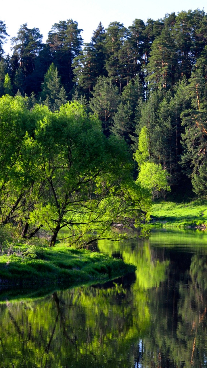 Обои природа, дерево, зеленый, отражение, растительность в разрешении 720x1280