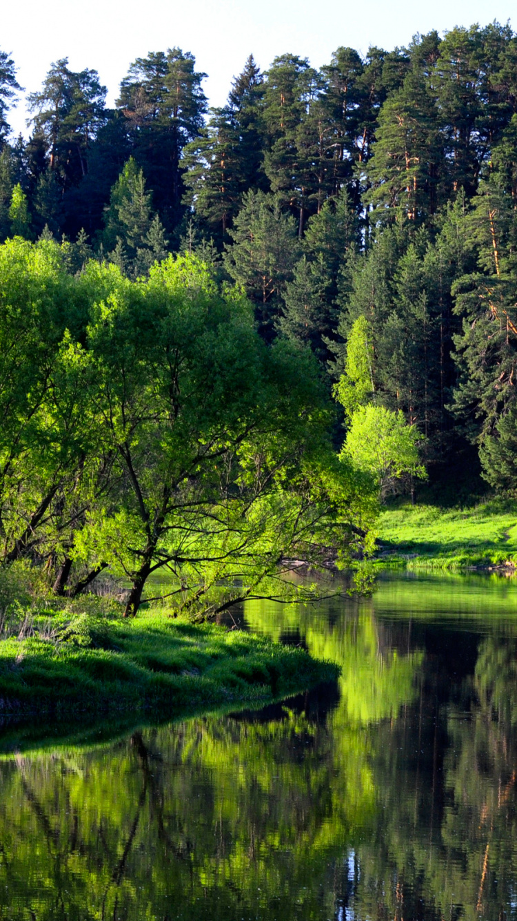 Обои природа, дерево, зеленый, отражение, растительность в разрешении 750x1334