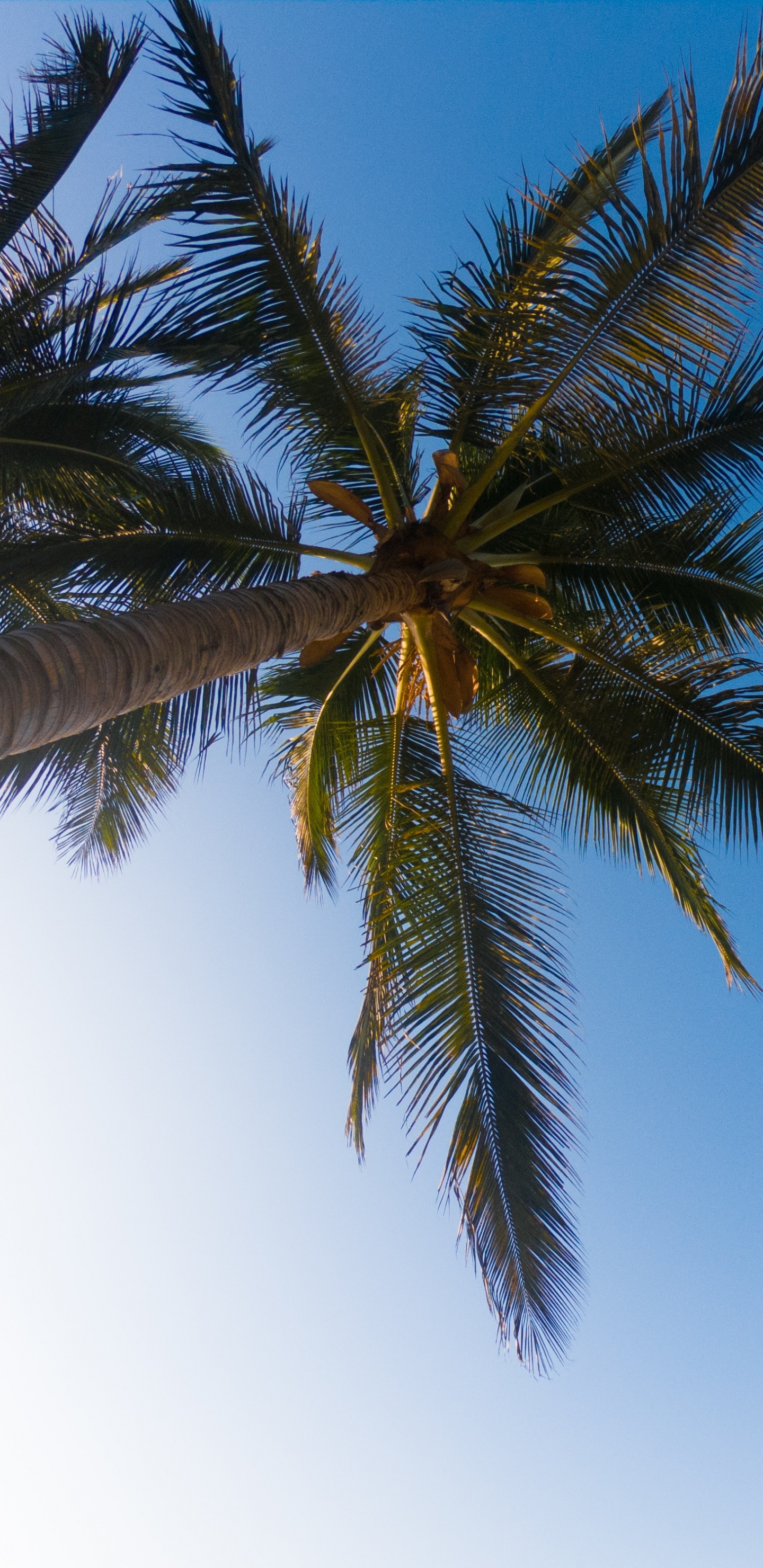 Обои пальмовые рощи, дерево, Пальма, дневное время, elaeis в разрешении 1440x2960