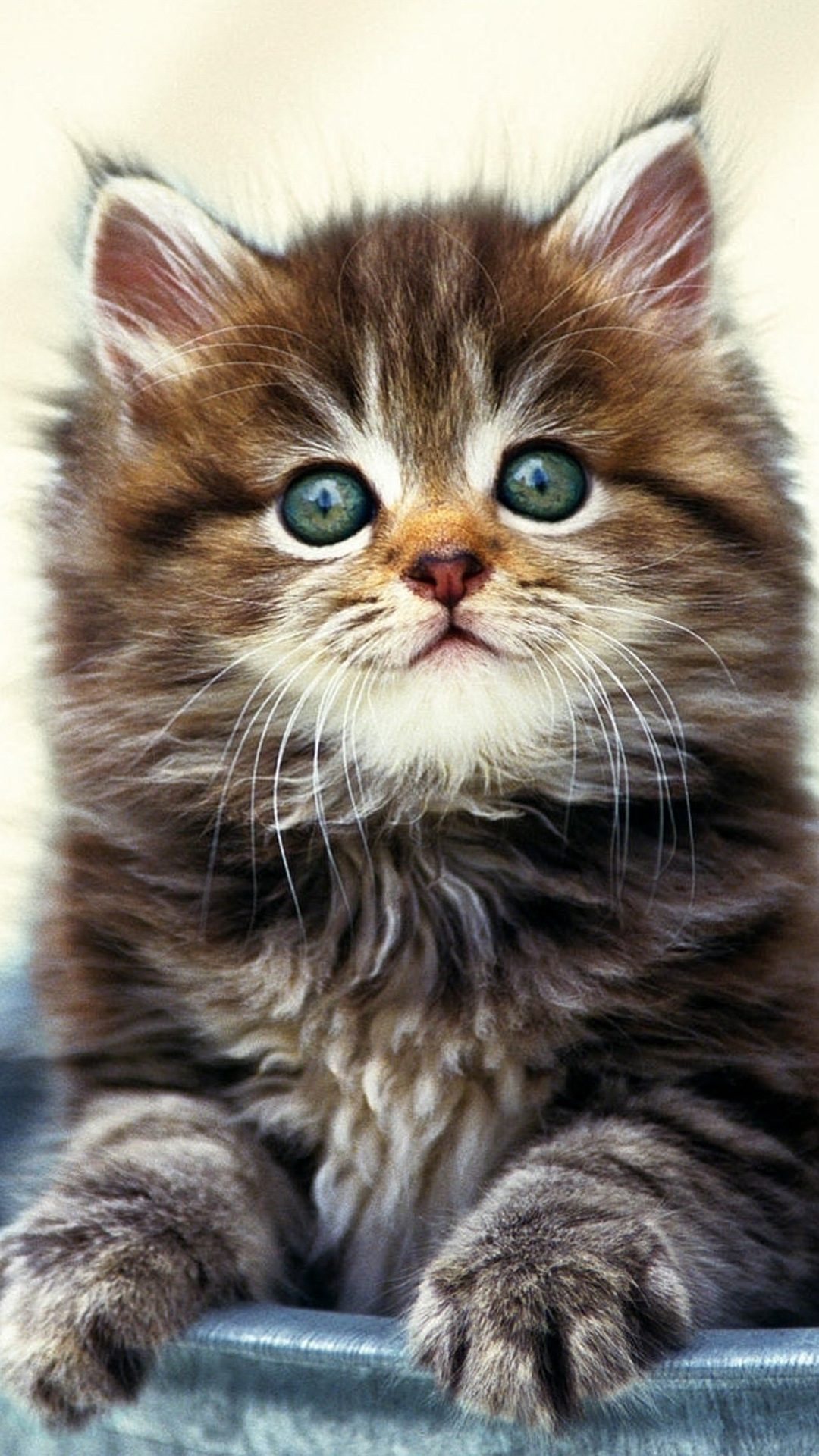 Обои с днем рождения цветы кошки, мейн кун, манчкин кошка, Наполеон кот, Девон Рекс в разрешении 1080x1920