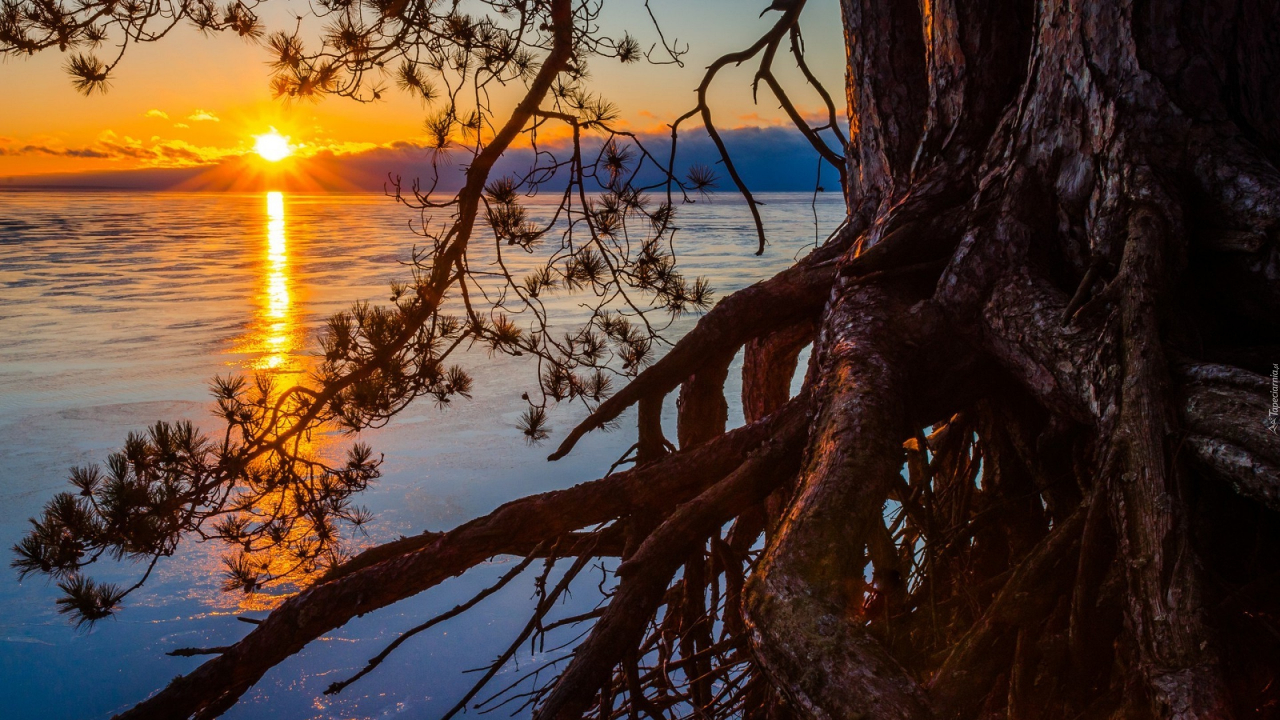 Обои закат, дерево, природа, вода, восход солнца в разрешении 2560x1440