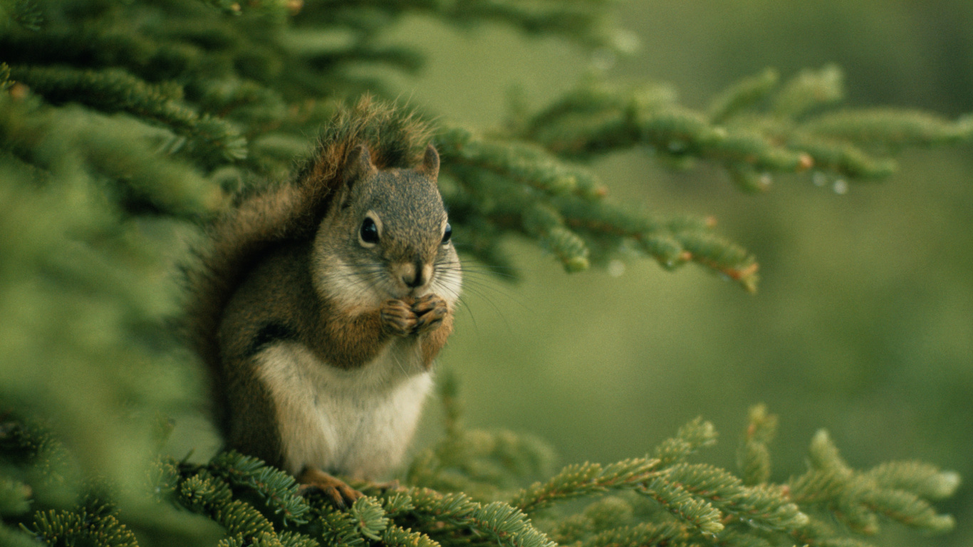 Обои белка, ветвь, живая природа, дерево, грызун в разрешении 1366x768