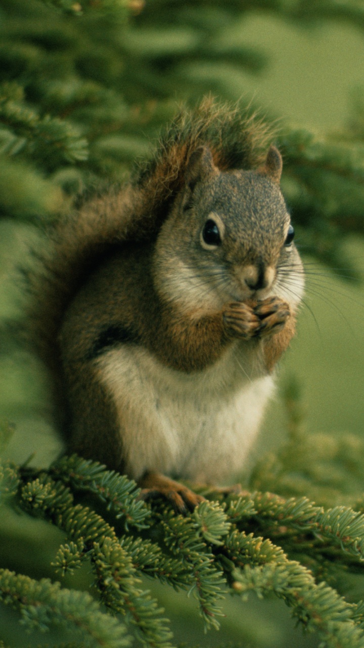 Обои белка, ветвь, живая природа, дерево, грызун в разрешении 720x1280