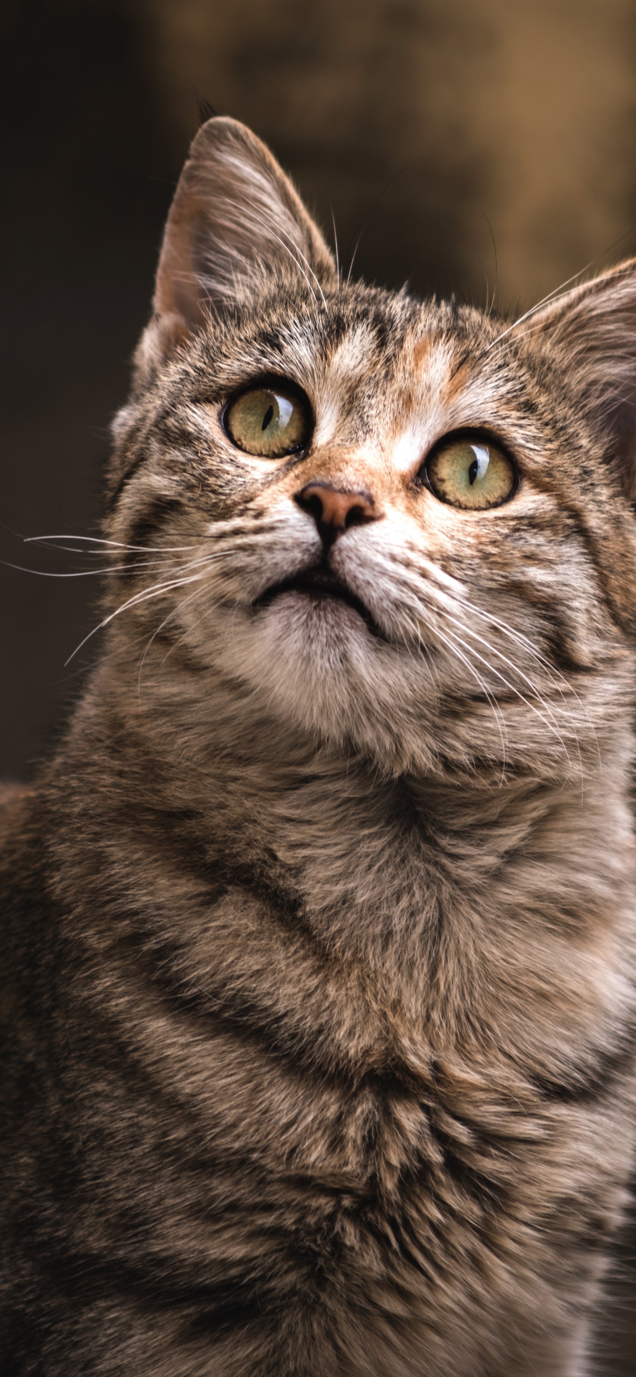 Обои абиссинец, датский дог, кошачьих, выставка кошек, реестр кошек в разрешении 1242x2688