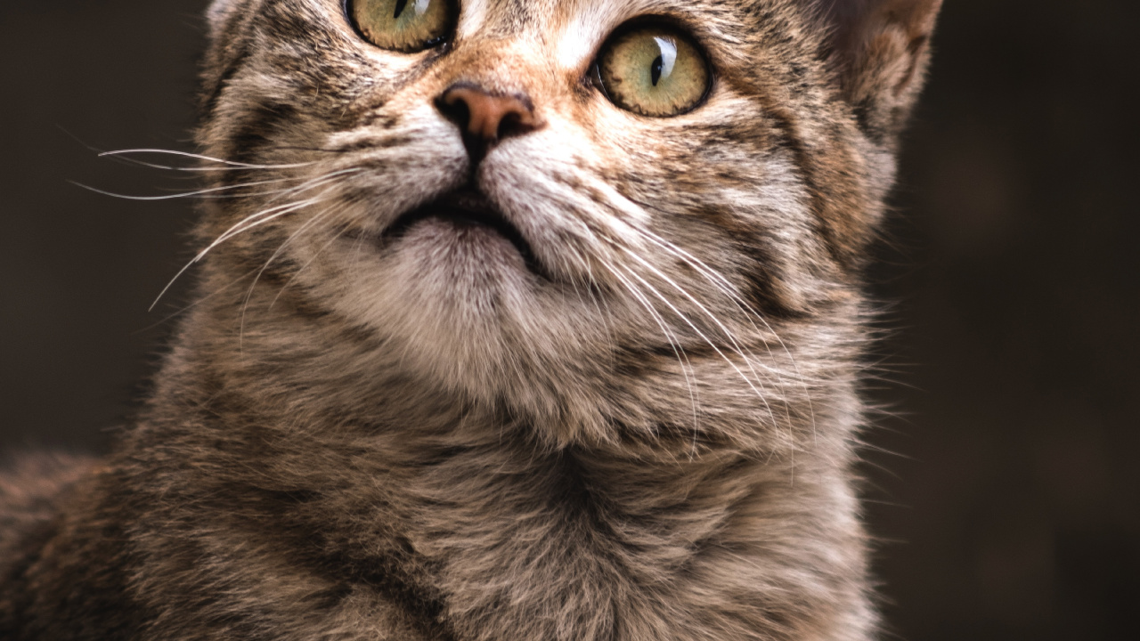 Обои абиссинец, датский дог, кошачьих, выставка кошек, реестр кошек в разрешении 1280x720