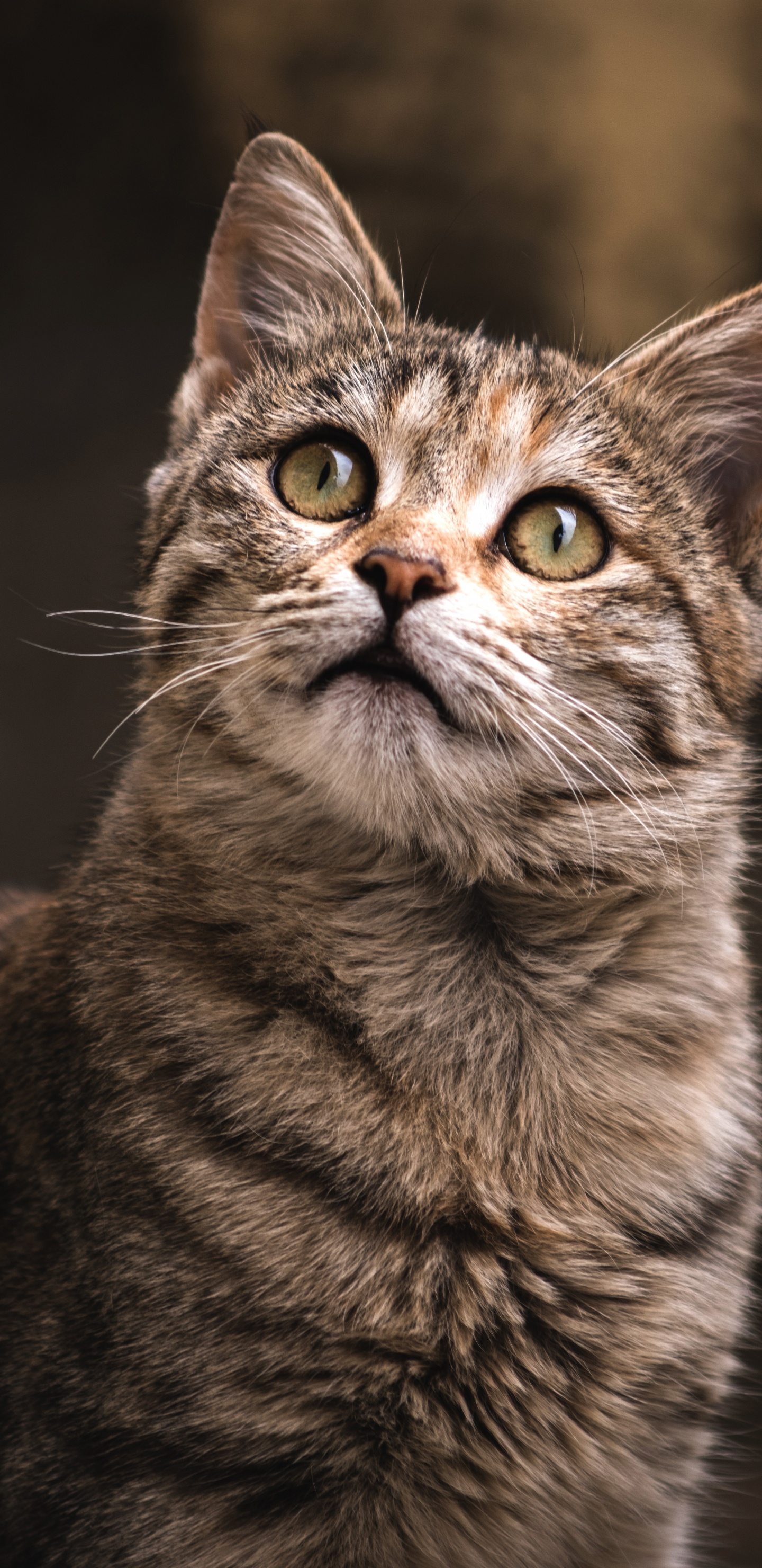 Обои абиссинец, датский дог, кошачьих, выставка кошек, реестр кошек в разрешении 1440x2960