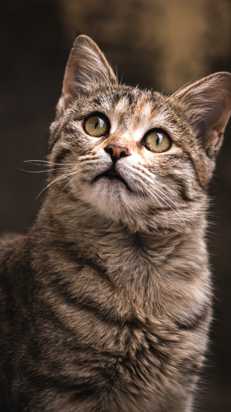 Обои абиссинец, датский дог, кошачьих, выставка кошек, реестр кошек в разрешении 750x1334