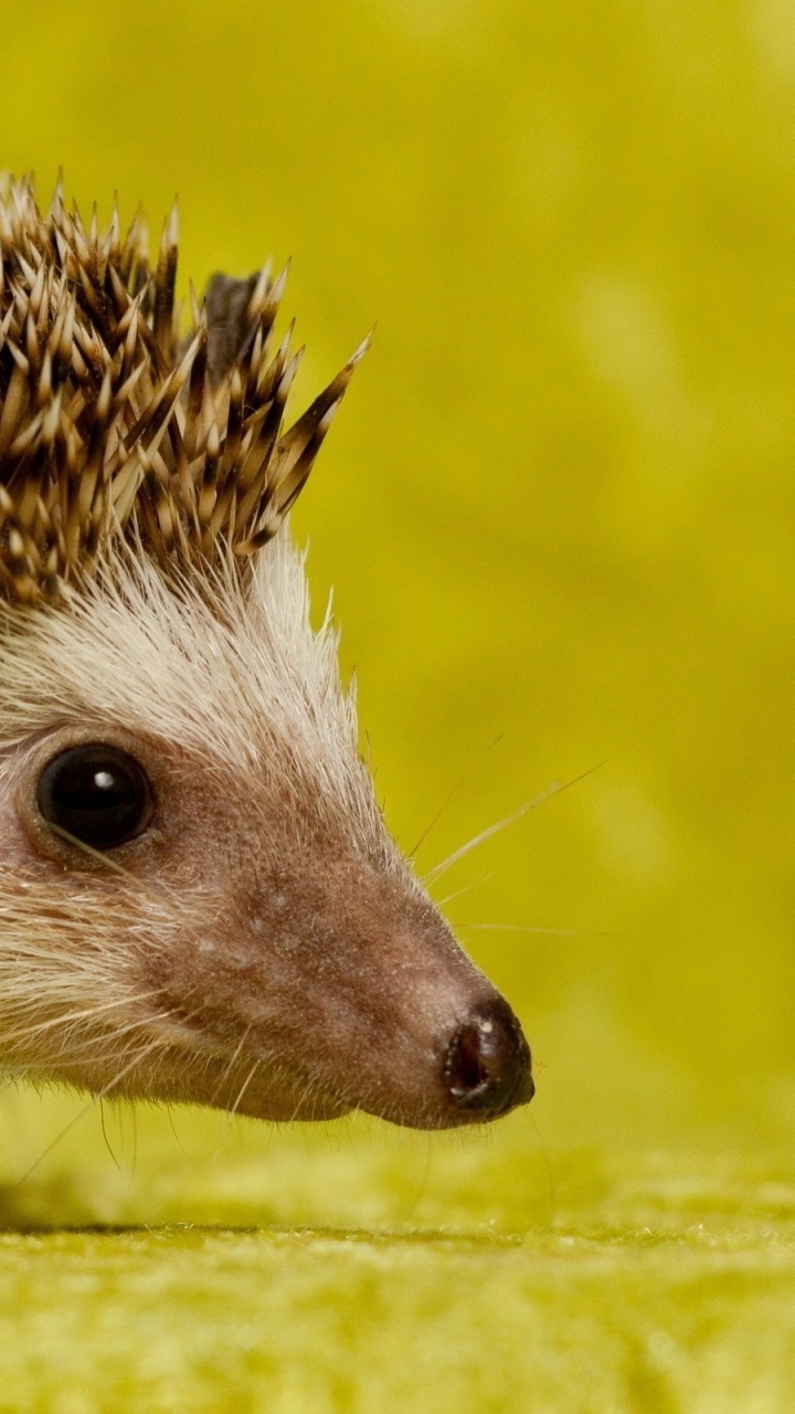 Обои ежик, erinaceidae, наземные животные, ехидна, морда в разрешении 720x1280
