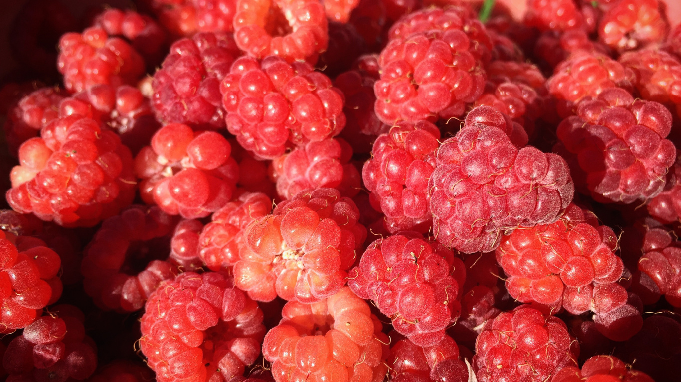 Обои Красная малина, ягоды, фрукты, природные продукты, бессемянные плоды в разрешении 1366x768