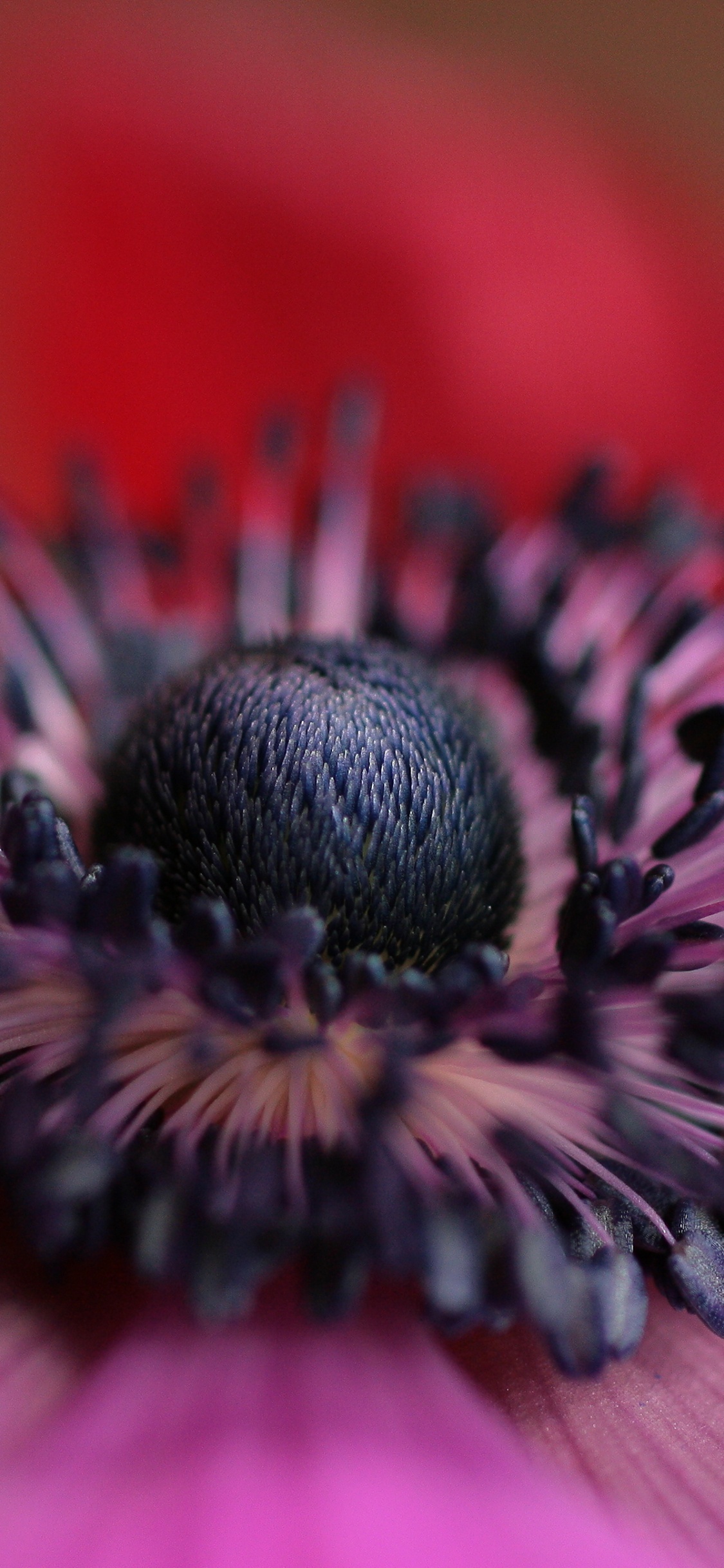 Обои лепесток, пыльца, растение, розовый, крупный план в разрешении 1125x2436