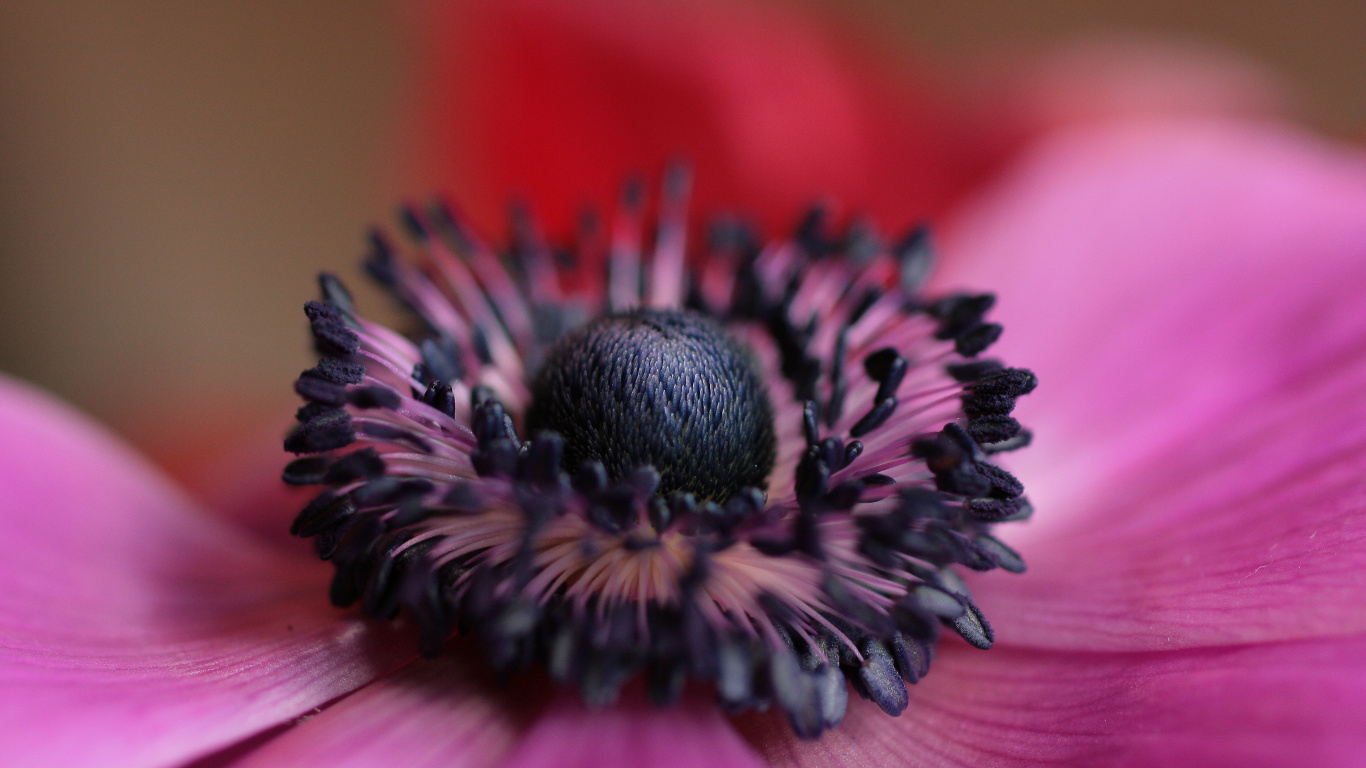 Обои лепесток, пыльца, растение, розовый, крупный план в разрешении 1366x768