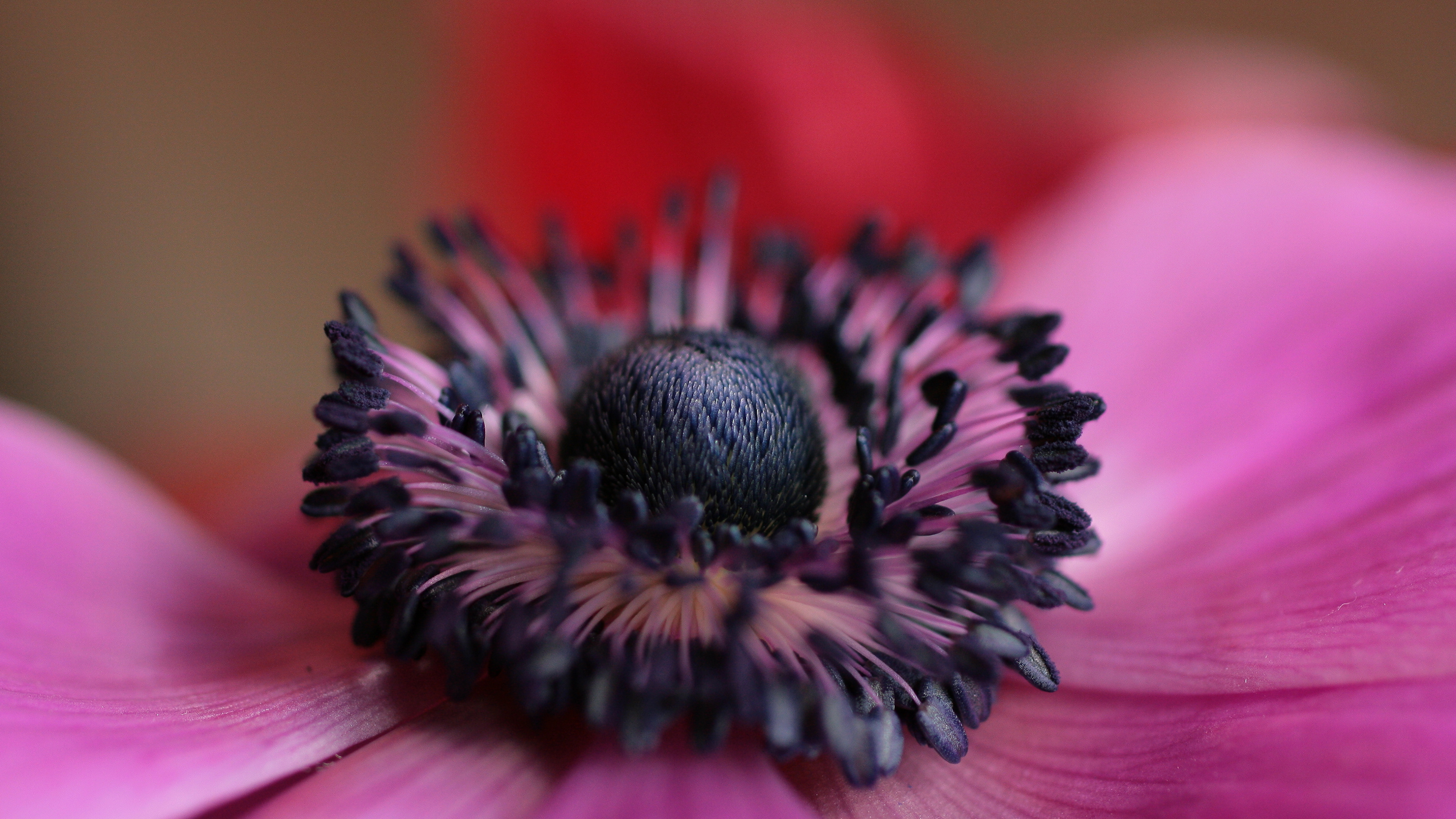 Обои лепесток, пыльца, растение, розовый, крупный план в разрешении 3840x2160