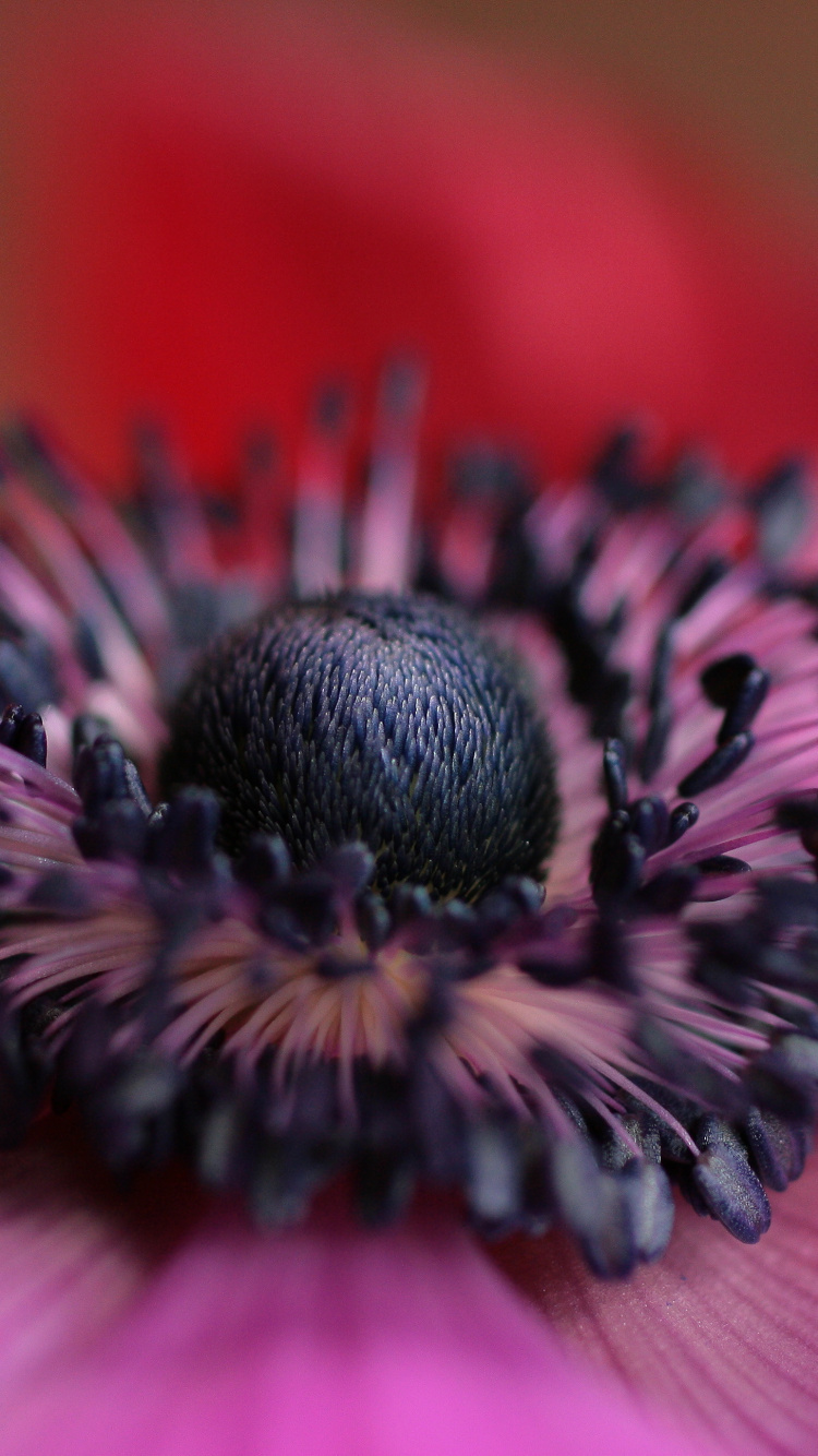 Обои лепесток, пыльца, растение, розовый, крупный план в разрешении 750x1334