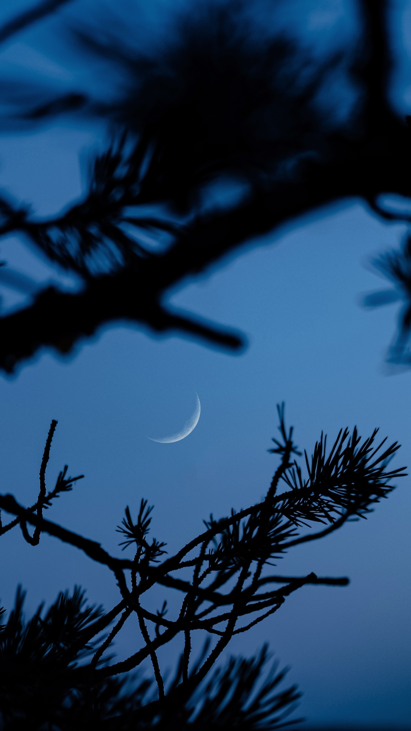 Обои ветвь, синий, дерево, природа, прут в разрешении 1440x2560