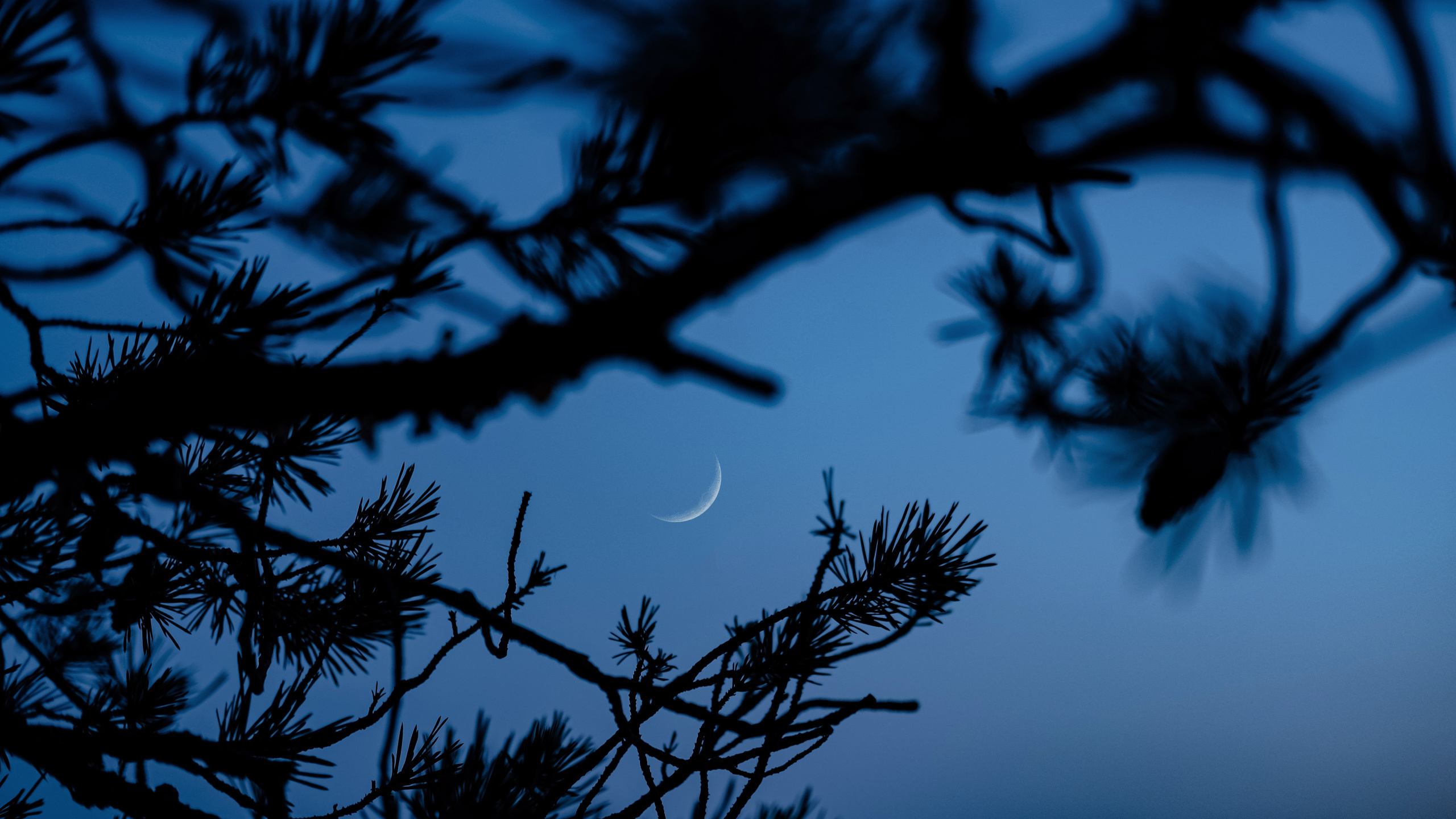 Обои ветвь, синий, дерево, природа, прут в разрешении 2560x1440