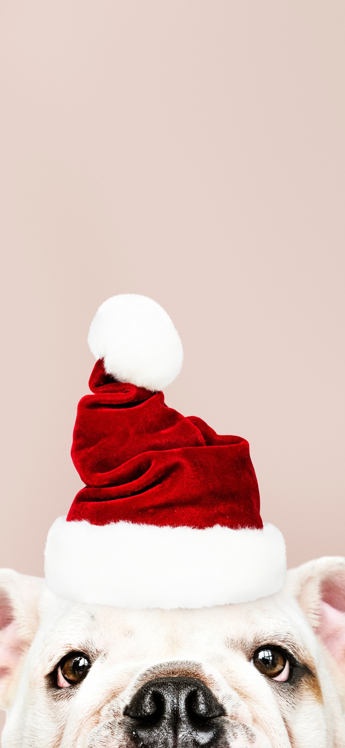 Обои Рождественский день, Санта-Клаус, пес, головной убор, Рождество в разрешении 1125x2436