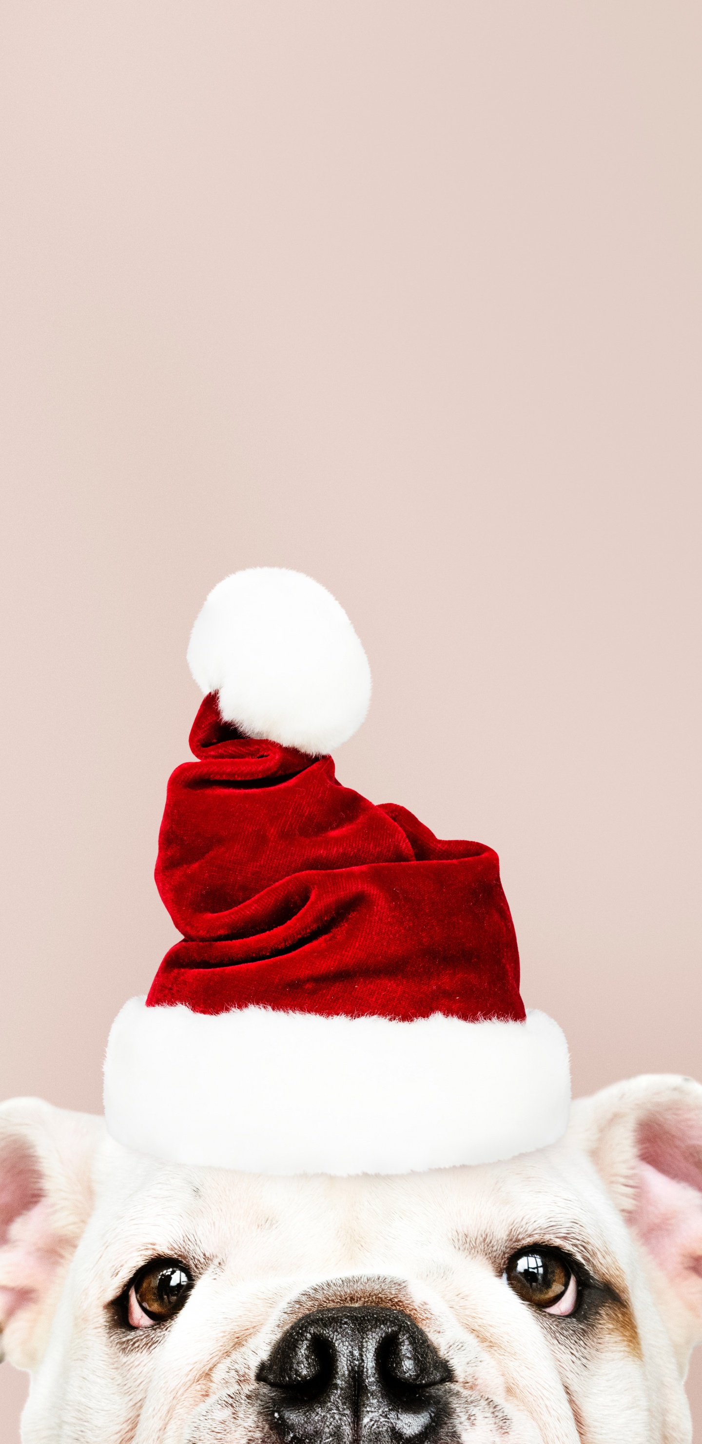 Обои Рождественский день, Санта-Клаус, пес, головной убор, Рождество в разрешении 1440x2960