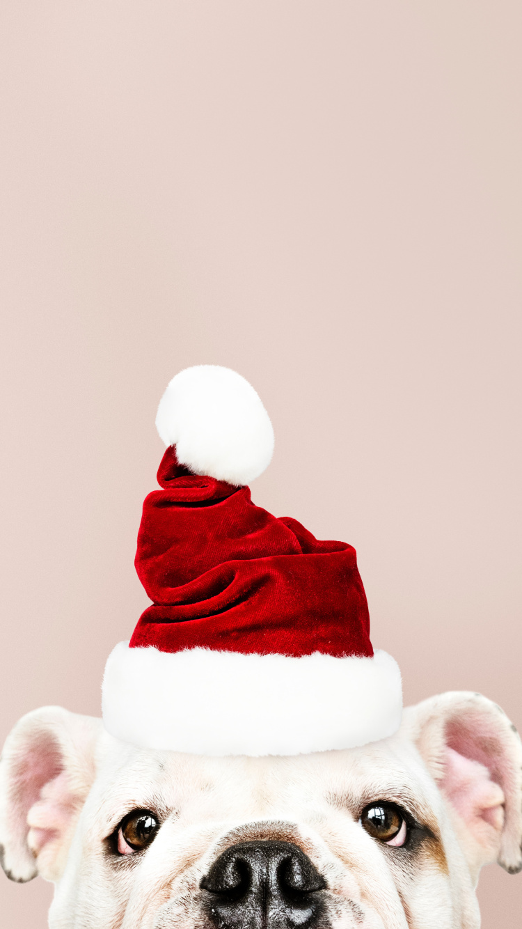 Обои Рождественский день, Санта-Клаус, пес, головной убор, Рождество в разрешении 750x1334