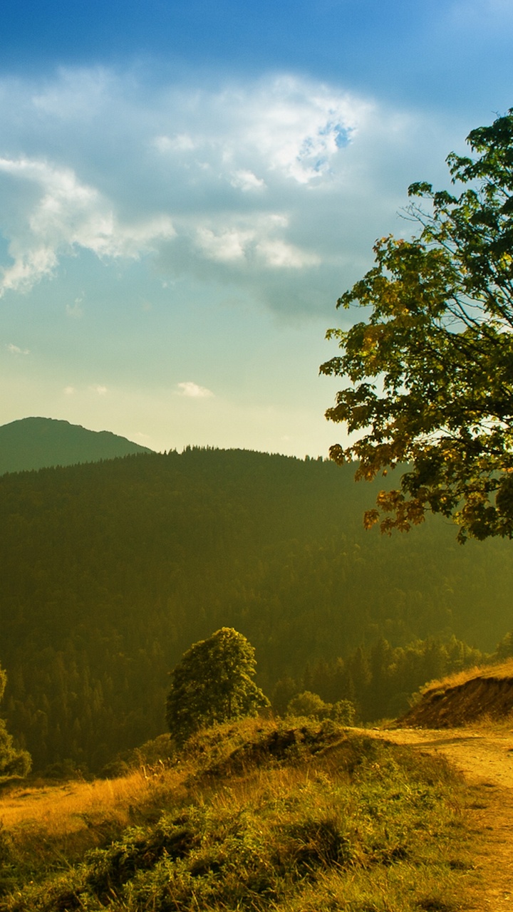 Обои природа, дерево, холм, горный рельеф, растительность в разрешении 720x1280