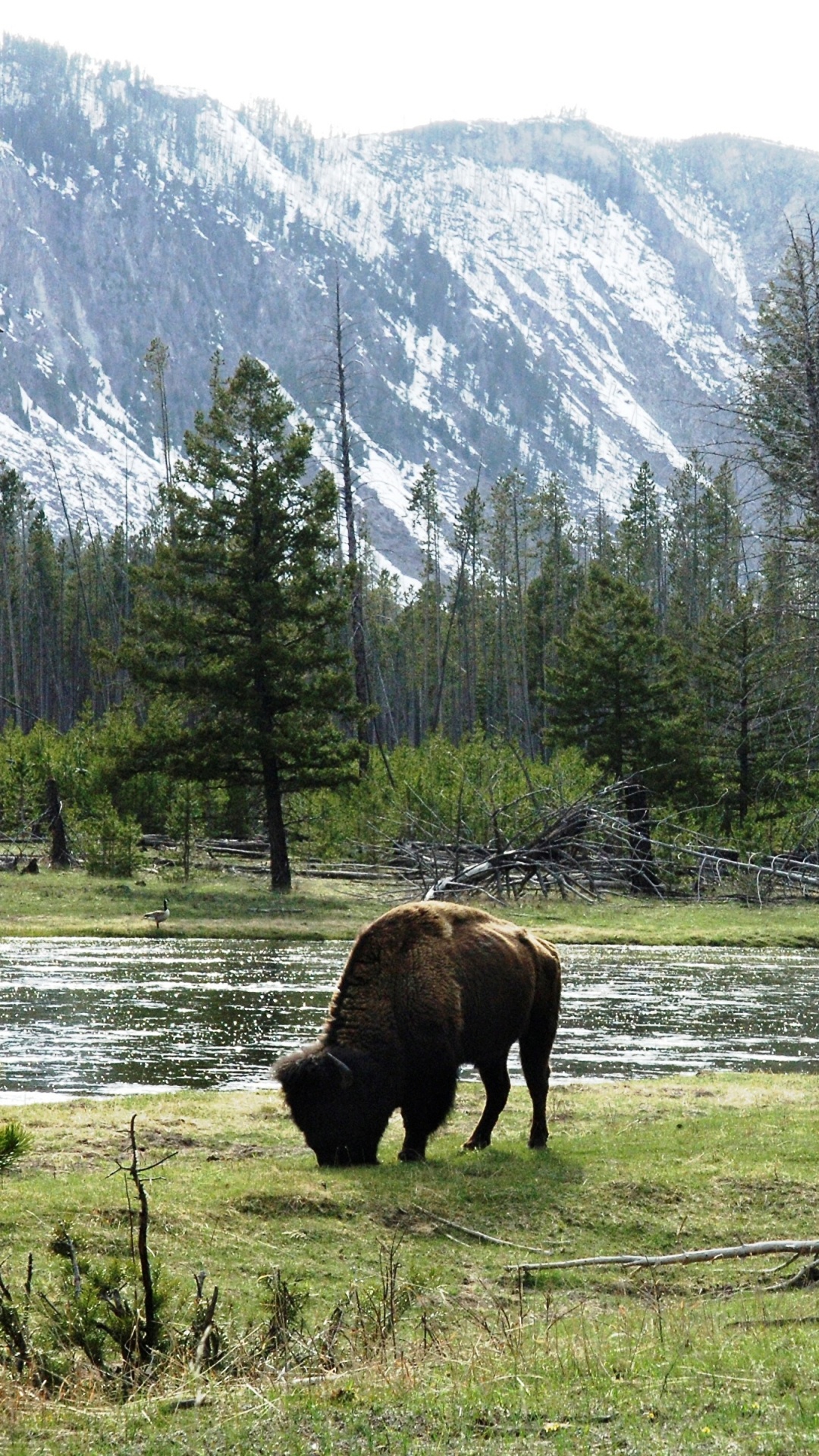 Обои американский Бизон, Йеллоустонский Национальный парк, дикая местность, живая природа, природный заповедник в разрешении 1080x1920