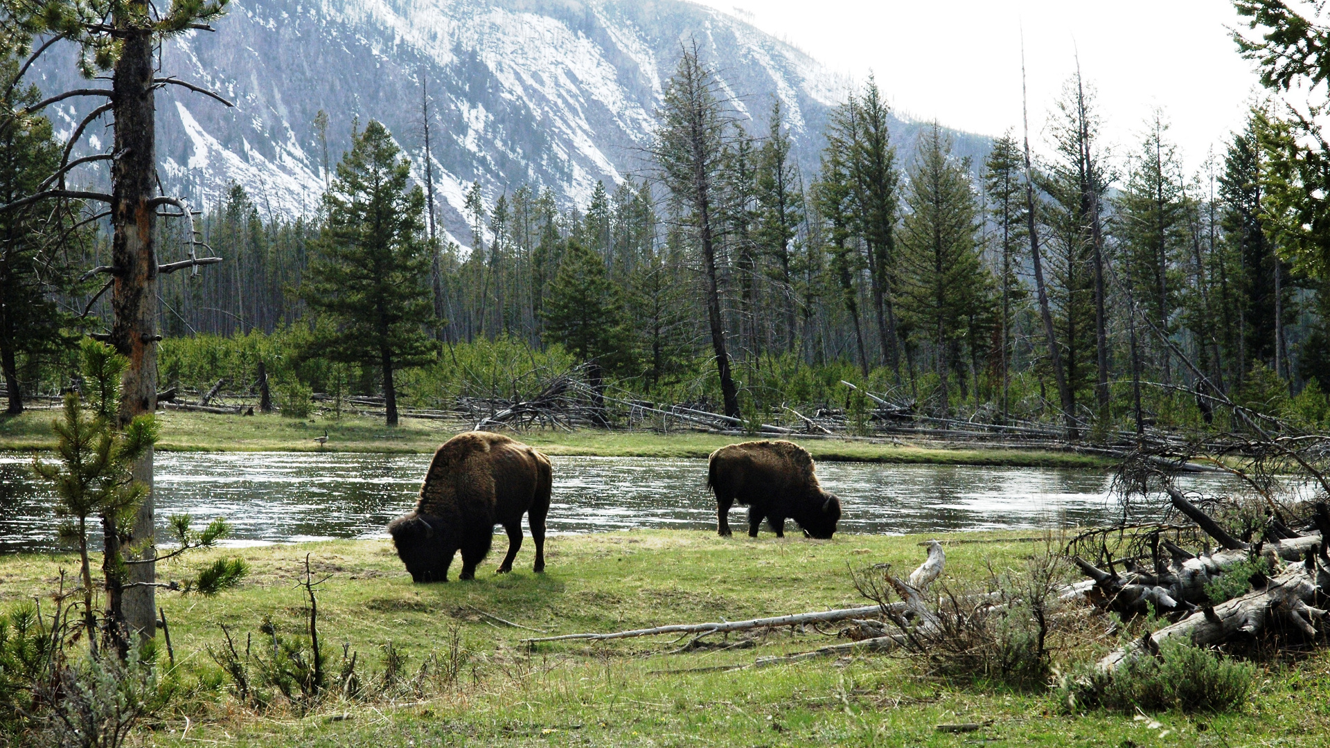 Обои американский Бизон, Йеллоустонский Национальный парк, дикая местность, живая природа, природный заповедник в разрешении 1920x1080