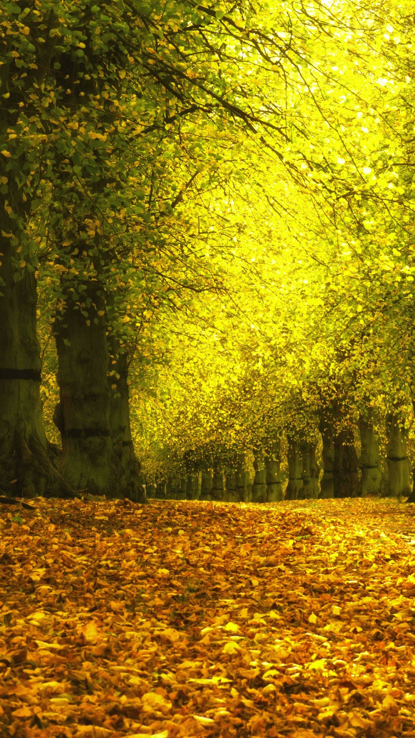 Обои дерево, осень, желтый, природа, лист в разрешении 1440x2560