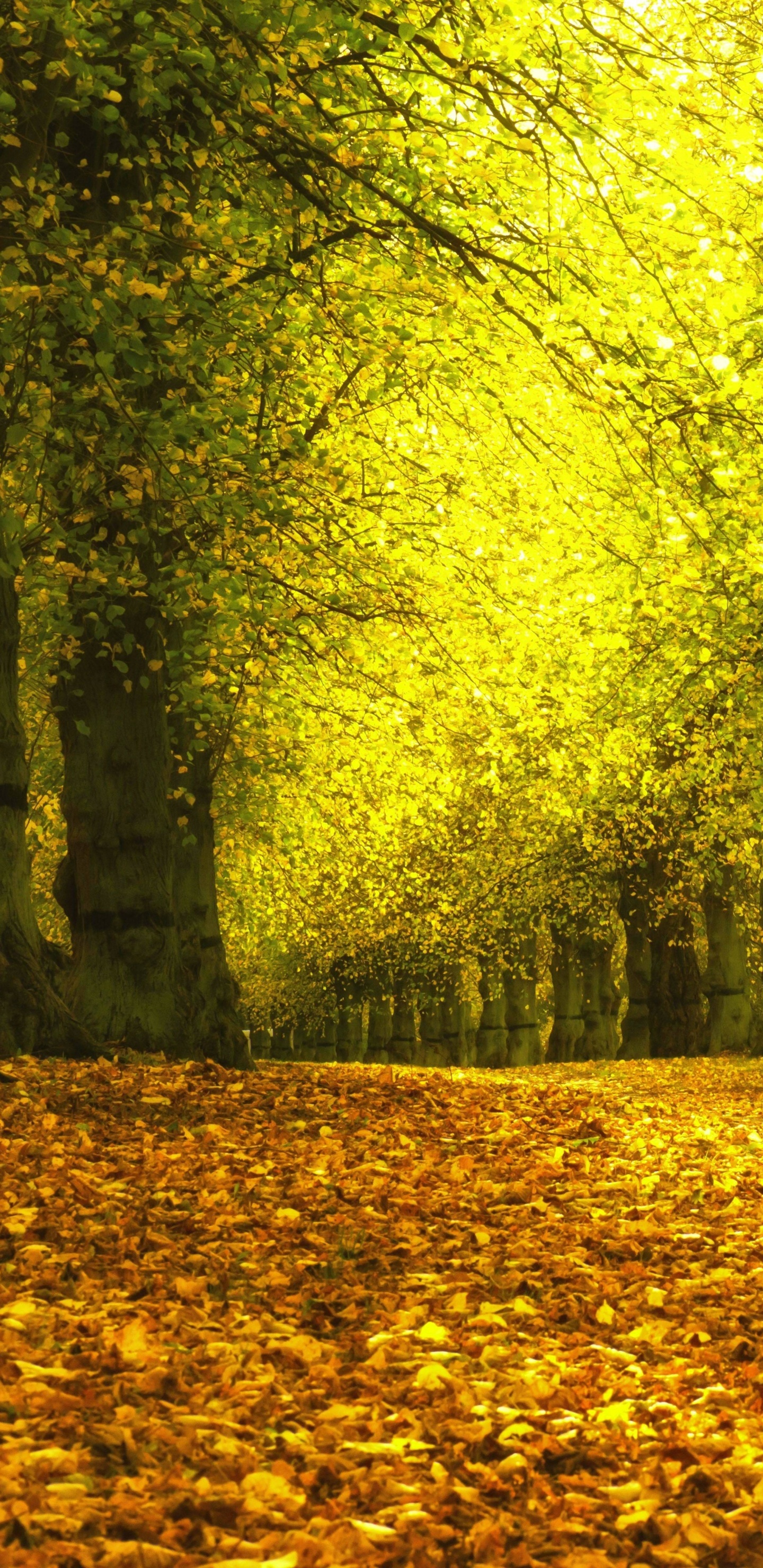 Обои дерево, осень, желтый, природа, лист в разрешении 1440x2960