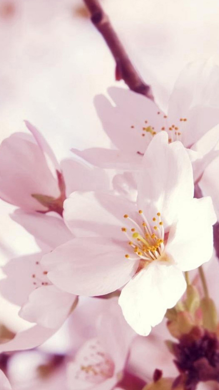 Обои расцвет, весна, цветковое растение, прут, растение в разрешении 750x1334