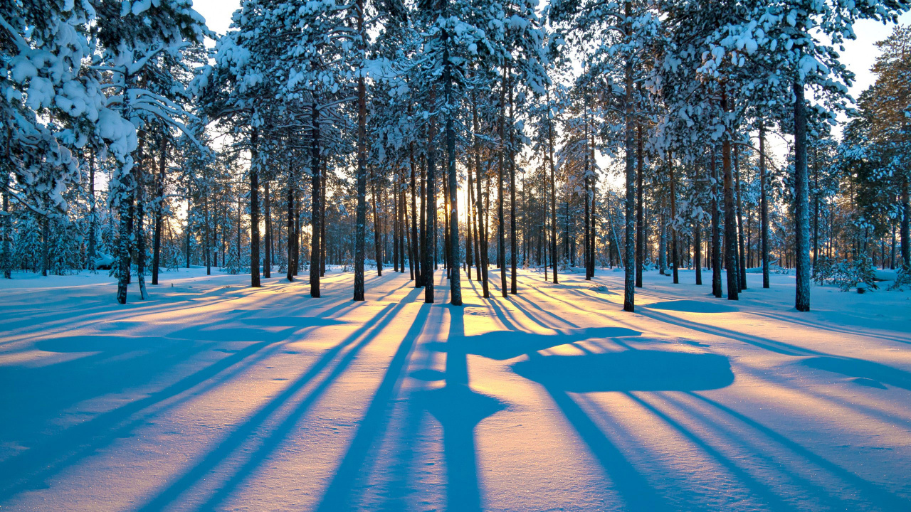Обои закат, снег, зима, дерево, природа в разрешении 1280x720