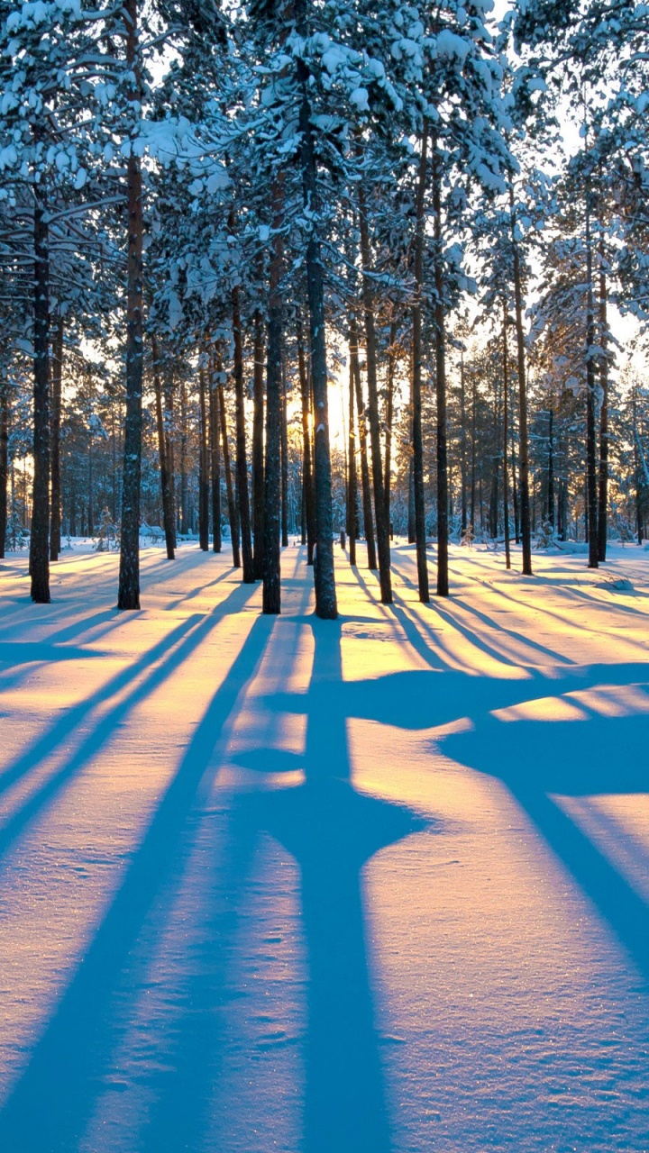 Обои закат, снег, зима, дерево, природа в разрешении 720x1280