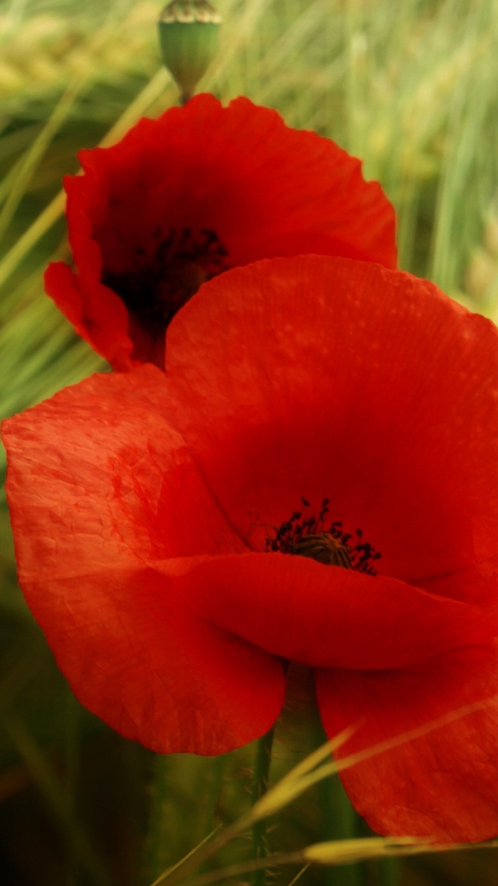 Обои лепесток, коклико, растение, семейства маковых, Флора в разрешении 720x1280