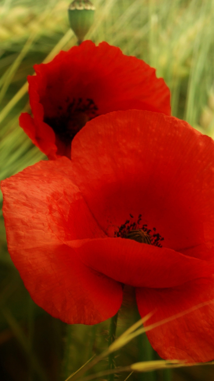 Обои лепесток, коклико, растение, семейства маковых, Флора в разрешении 750x1334