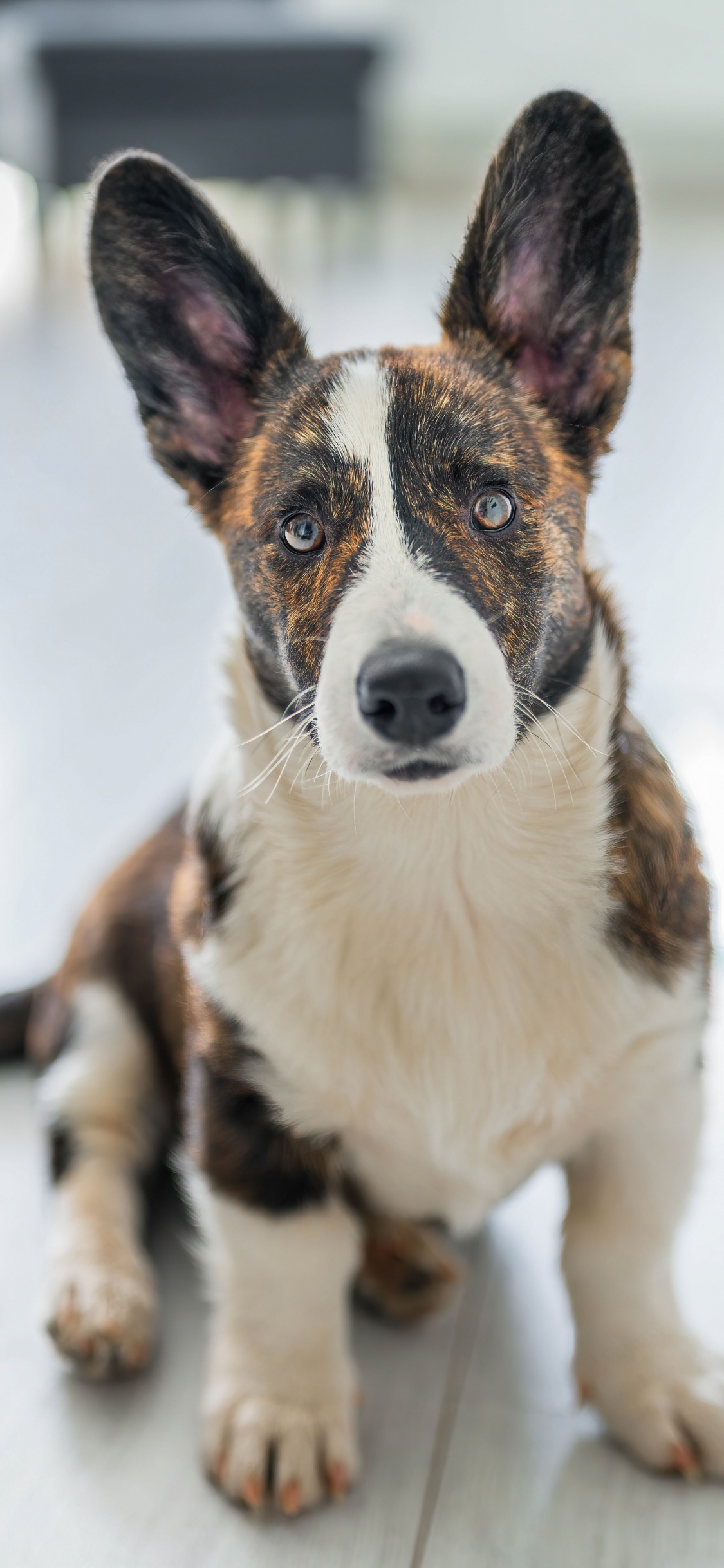 Обои датский дог, кардиган вельш корги, вельш корги, Псовые, собака компаньон в разрешении 1125x2436