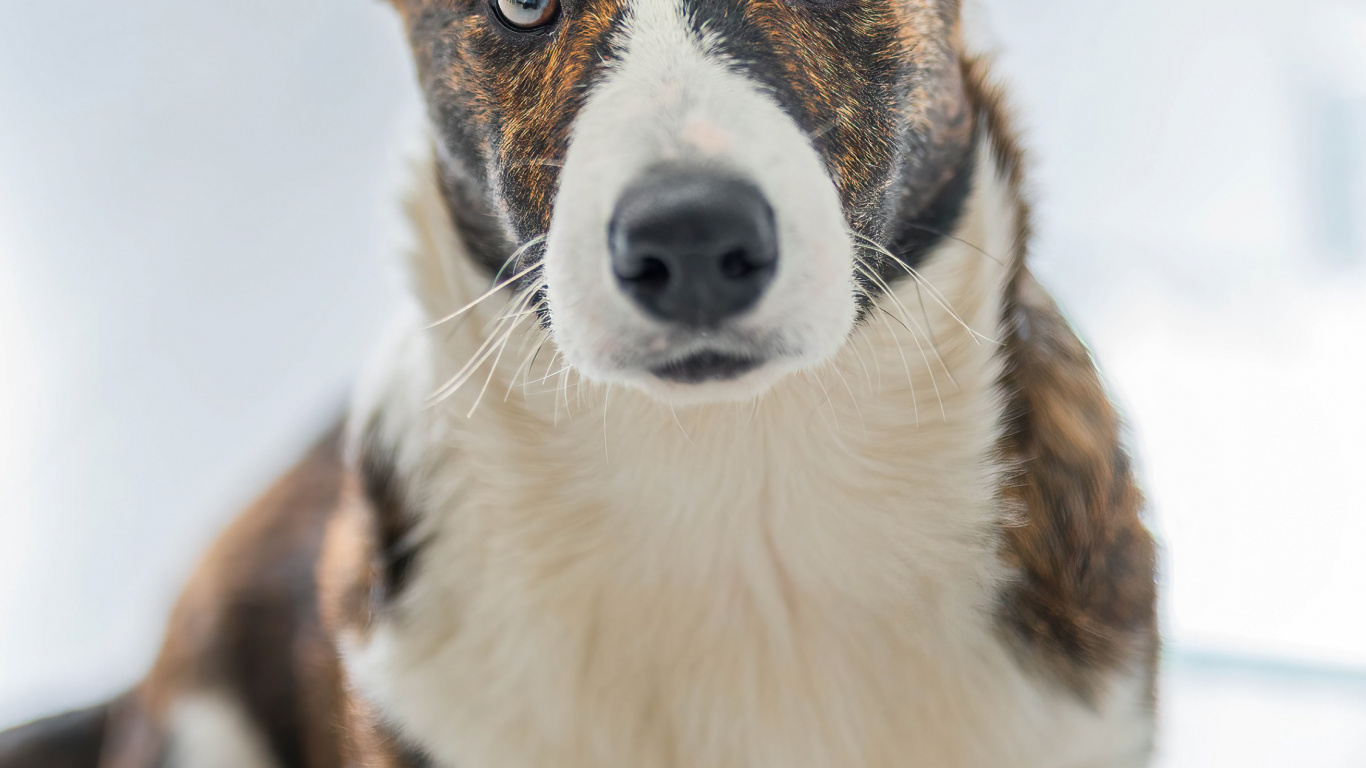 Обои датский дог, кардиган вельш корги, вельш корги, Псовые, собака компаньон в разрешении 1366x768