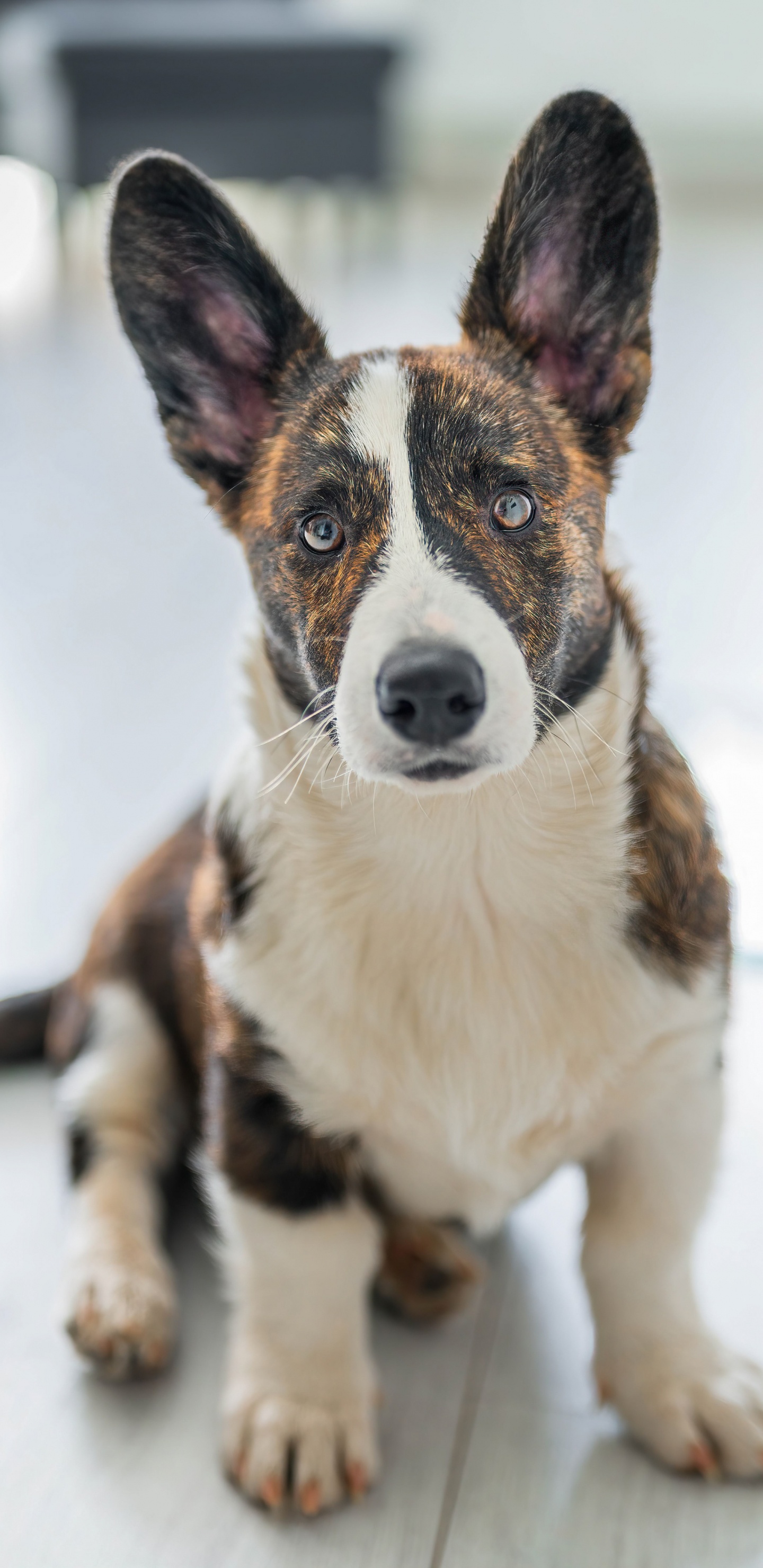 Обои датский дог, кардиган вельш корги, вельш корги, Псовые, собака компаньон в разрешении 1440x2960