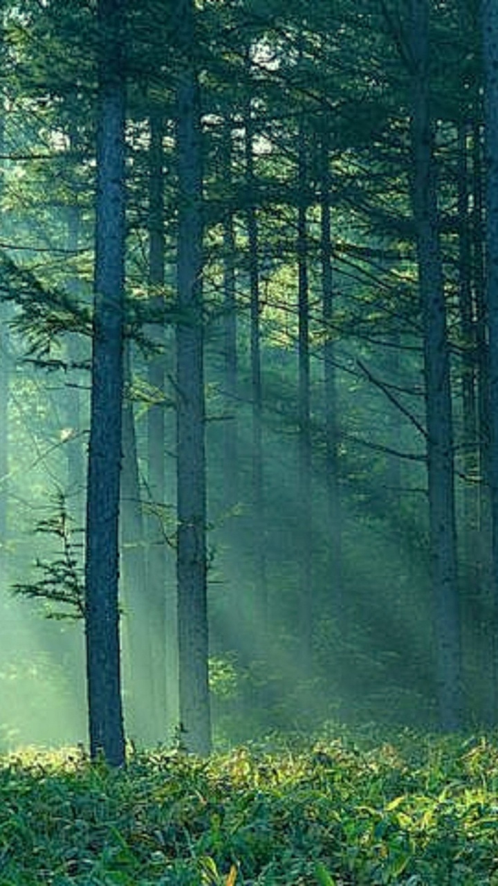 Обои лес, лесное хозяйство, природа, дерево, лесистая местность в разрешении 720x1280