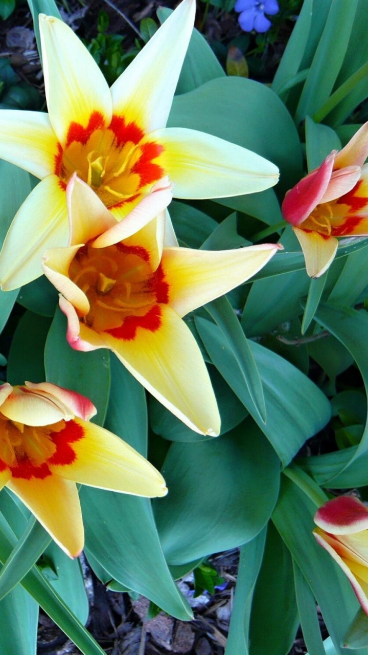 Обои лепесток, цветковое растение, растение, весна, семенные растения в разрешении 720x1280