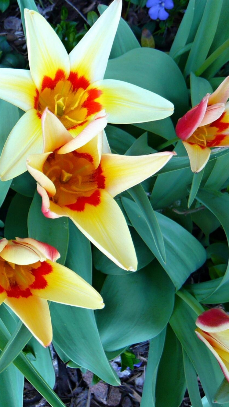 Обои лепесток, цветковое растение, растение, весна, семенные растения в разрешении 750x1334