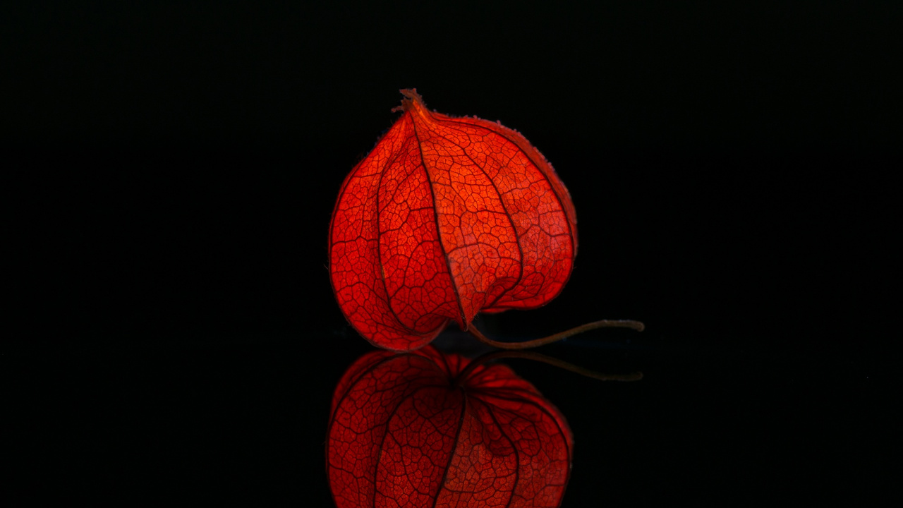 Обои красный цвет, Апельсин, освещение, перуанский groundcherry, физалис овощной в разрешении 1280x720