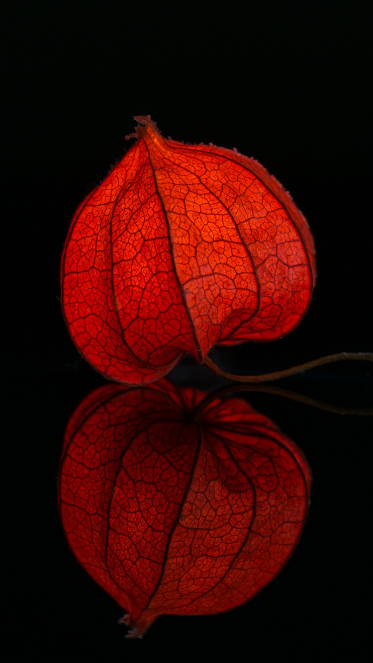 Обои красный цвет, Апельсин, освещение, перуанский groundcherry, физалис овощной в разрешении 750x1334